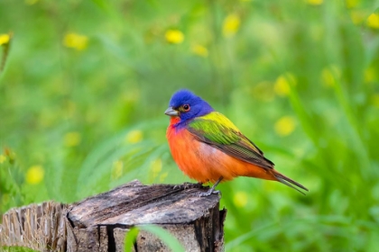 Picture of PAINTED BUNTING-PASSERINA CIRIS-PERCHED