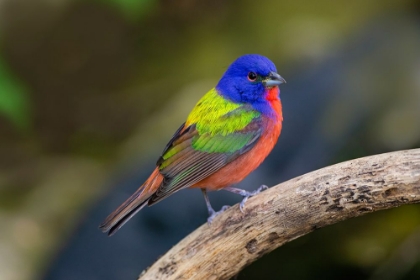 Picture of PAINTED BUNTING-PASSERINA CIRIS-IN SPRING