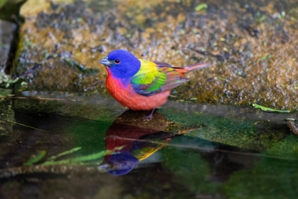 Picture of PAINTED BUNTING-PASSERINA CIRIS-IN SPRING