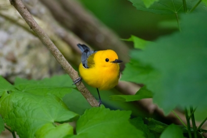 Picture of PROTHONOTARY WARBLER-PROTHONOTARY CITREA-FLYING
