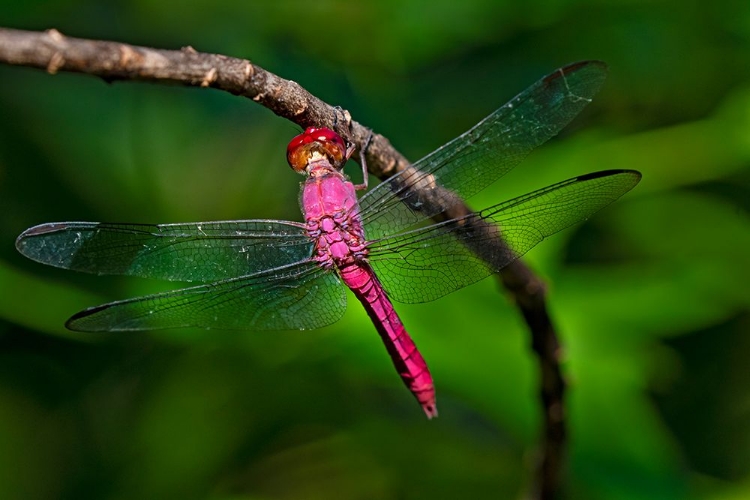 Picture of RED-TAILED PENNANT-BRACHYMESIA FURCATA-RESTING ON PERCH