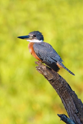 Picture of RINGED KINGFISHER-MEGACERYLE TORQUATA-PERCHED