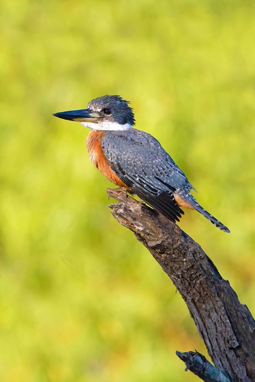 Picture of RINGED KINGFISHER-MEGACERYLE TORQUATA-PERCHED