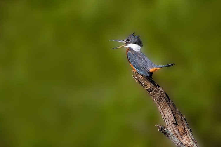 Picture of RINGED KINGFISHER-MEGACERYLE TORQUATA-MALE