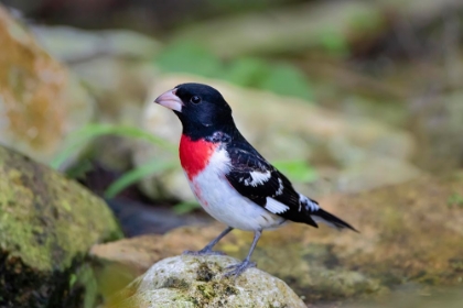 Picture of ROSE-BREASTED GROSBEAK-PHEUCTICUS LUDOVICIANUS-PERCHED