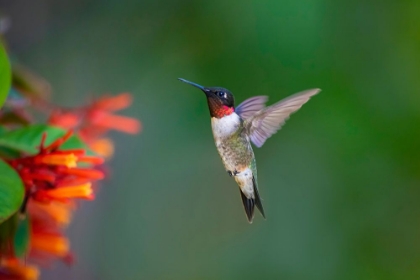 Picture of RUBY-THROATED HUMMINGBIRD-ARCHILOCHUS COLUBRIS-FLYING