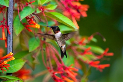 Picture of RUBY-THROATED HUMMINGBIRD-ARCHILOCHUS COLUBRIS-HOVERING