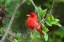 Picture of SUMMER TANAGER-PIRANGA RUBRA-PERCHED