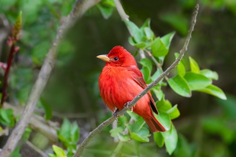 Picture of SUMMER TANAGER-PIRANGA RUBRA-PERCHED