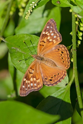 Picture of TAWNY EMPEROR-ASTEROCAMPA CLYTON-SUNNING