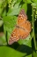 Picture of TAWNY EMPEROR-ASTEROCAMPA CLYTON-SUNNING