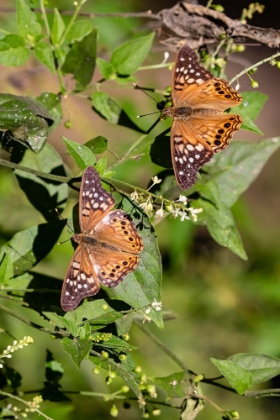 Picture of TAWNY EMPEROR-ASTEROCAMPA CLYTON-SUNNING