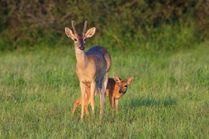 Picture of WHITE-TAILED DEER-COLINUS VIRGINIANUS-IN GRASSY HABITAT