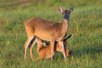 Picture of WHITE-TAILED DEER-ODOCOILEUS VIRGINIANUS-FEMALE WITH YOUNG
