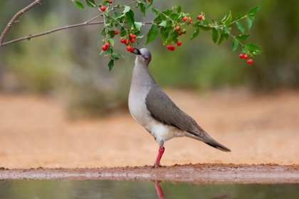 Picture of WHITE-TIPPED DOVE-LEPTOTILA VERREAUXI-FEEDING ON MANZANITA FRUITS