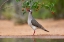 Picture of WHITE-TIPPED DOVE-LEPTOTILA VERREAUXI-FEEDING ON MANZANITA FRUITS