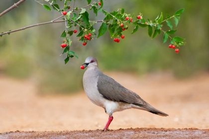 Picture of WHITE-TIPPED DOVE-LEPTOTILA VERREAUXI-FEEDING ON MANZANITA FRUITS