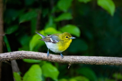 Picture of YELLOW-THROATED VIREO-VIREO FLAVIFRONS-PERCHED