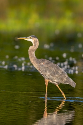 Picture of GREAT BLUE HERON-ARDEA HERODIAS-FEEDING IN WETLAND MARION COUNTY-ILLINOIS