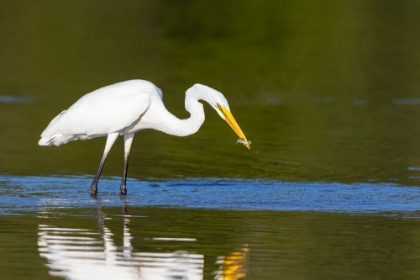 Picture of GREAT EGRET-ARDEA ALBA-FISHING IN WETLAND MARION COUNTY-ILLINOIS