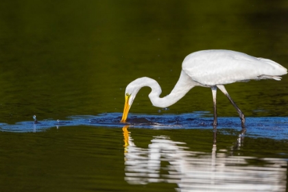 Picture of GREAT EGRET-ARDEA ALBA-FISHING IN WETLAND MARION COUNTY-ILLINOIS