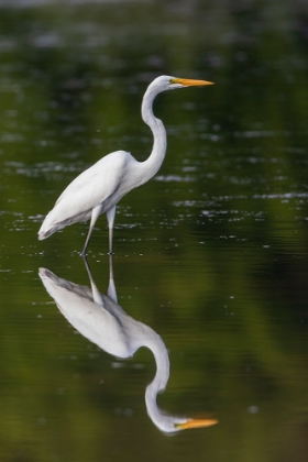 Picture of GREAT EGRET-ARDEA ALBA-FISHING IN WETLAND MARION COUNTY-ILLINOIS