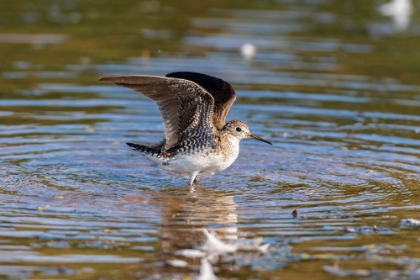 Picture of SOLITARY SANDPIPER-TRINGA SOLITARIA-BATHING IN WETLAND MARION COUNTY-ILLINOIS