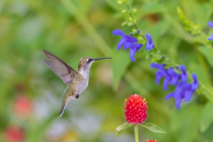 Picture of RUBY-THROATED HUMMINGBIRD-ARCHILOCHUS COLUBRIS-AT BLUE ENSIGN SALVIA-SALVIA GUARANITICA-MARION COUN