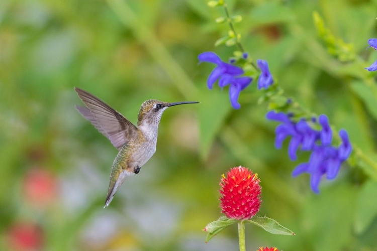 Picture of RUBY-THROATED HUMMINGBIRD-ARCHILOCHUS COLUBRIS-AT BLUE ENSIGN SALVIA-SALVIA GUARANITICA-MARION COUN