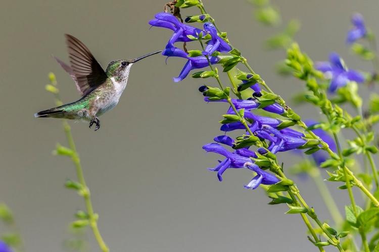 Picture of RUBY-THROATED HUMMINGBIRD-ARCHILOCHUS COLUBRIS-AT BLUE ENSIGN SALVIA-SALVIA GUARANITICA-MARION COUN