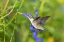 Picture of RUBY-THROATED HUMMINGBIRD-ARCHILOCHUS COLUBRIS-AT BLUE ENSIGN SALVIA-SALVIA GUARANITICA-MARION COUN