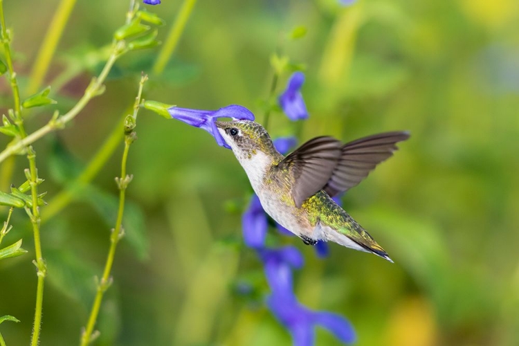 Picture of RUBY-THROATED HUMMINGBIRD-ARCHILOCHUS COLUBRIS-AT BLUE ENSIGN SALVIA-SALVIA GUARANITICA-MARION COUN