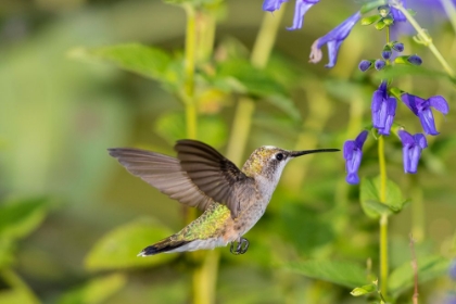 Picture of RUBY-THROATED HUMMINGBIRD-ARCHILOCHUS COLUBRIS-AT BLUE ENSIGN SALVIA-SALVIA GUARANITICA-MARION COUN