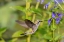 Picture of RUBY-THROATED HUMMINGBIRD-ARCHILOCHUS COLUBRIS-AT BLUE ENSIGN SALVIA-SALVIA GUARANITICA-MARION COUN