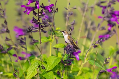 Picture of RUBY-THROATED HUMMINGBIRD-ARCHILOCHUS COLUBRIS-AT SALVIA PURPLE AND BLOOM-SALVIA GUARANITICA-MARION