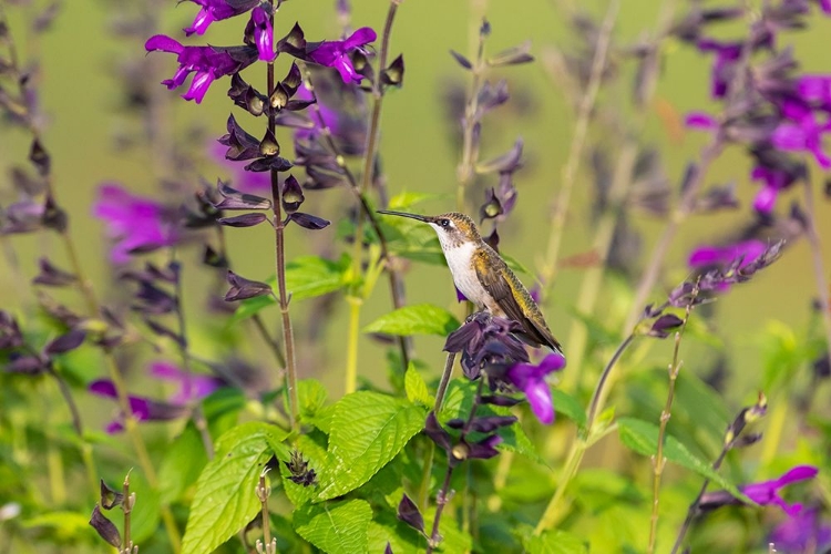 Picture of RUBY-THROATED HUMMINGBIRD-ARCHILOCHUS COLUBRIS-AT SALVIA PURPLE AND BLOOM-SALVIA GUARANITICA-MARION