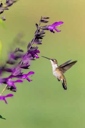 Picture of RUBY-THROATED HUMMINGBIRD-ARCHILOCHUS COLUBRIS-AT SALVIA PURPLE AND BLOOM-SALVIA GUARANITICA-MARION