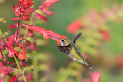 Picture of RUBY-THROATED HUMMINGBIRD-ARCHILOCHUS COLUBRIS-AT SKYSCRAPER ORANGE SALVIA-SALVIA HYBRIDMARION COUN