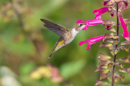 Picture of RUBY-THROATED HUMMINGBIRD-ARCHILOCHUS COLUBRIS-AT SALVIA FUCHSIA ROCKIN FUCHSIA-SALVIA HYBRID-MARIO