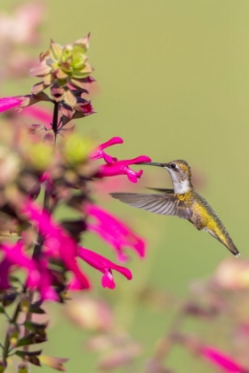 Picture of RUBY-THROATED HUMMINGBIRD-ARCHILOCHUS COLUBRIS-AT SALVIA FUCHSIA ROCKIN FUCHSIA-SALVIA HYBRID-MARIO