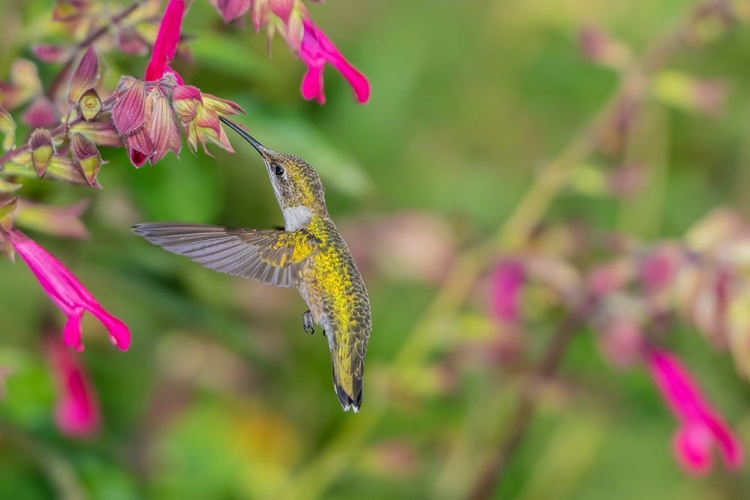 Picture of RUBY-THROATED HUMMINGBIRD-ARCHILOCHUS COLUBRIS-AT SALVIA FUCHSIA ROCKIN FUCHSIA-SALVIA HYBRID-MARIO