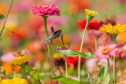 Picture of RUBY-THROATED HUMMINGBIRD-ARCHILOCHUS COLUBRIS-AT ZINNIAS UNION COUNTY-ILLINOIS