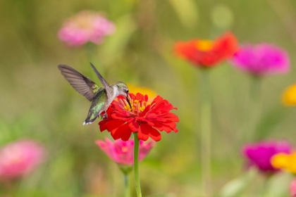 Picture of RUBY-THROATED HUMMINGBIRD-ARCHILOCHUS COLUBRIS-AT ZINNIAS UNION COUNTY-ILLINOIS