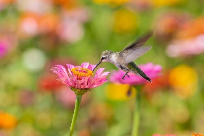 Picture of RUBY-THROATED HUMMINGBIRD-ARCHILOCHUS COLUBRIS-AT ZINNIAS UNION COUNTY-ILLINOIS