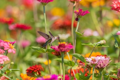 Picture of RUBY-THROATED HUMMINGBIRD-ARCHILOCHUS COLUBRIS-AT ZINNIAS UNION COUNTY-ILLINOIS