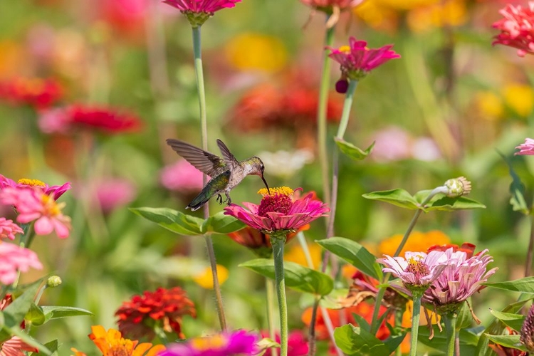 Picture of RUBY-THROATED HUMMINGBIRD-ARCHILOCHUS COLUBRIS-AT ZINNIAS UNION COUNTY-ILLINOIS