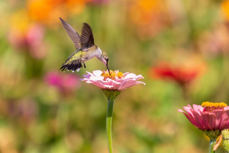 Picture of RUBY-THROATED HUMMINGBIRD-ARCHILOCHUS COLUBRIS-AT ZINNIAS UNION COUNTY-ILLINOIS