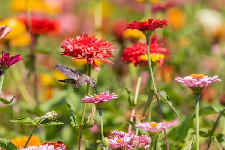 Picture of RUBY-THROATED HUMMINGBIRD-ARCHILOCHUS COLUBRIS-AT ZINNIAS UNION COUNTY-ILLINOIS