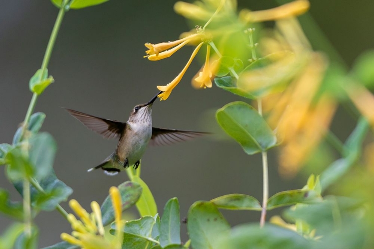 Picture of RUBY-THROATED HUMMINGBIRD-ARCHILOCHUS COLUBRIS-AT HONEYSUCKLE-LONICERA SEMPERVIRENS F-SULPHUREA JOH