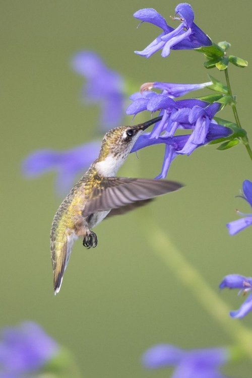 Picture of RUBY-THROATED HUMMINGBIRD-ARCHILOCHUS COLUBRIS-AT BLUE ENSIGN SALVIA-SALVIA GUARANITICA-MARION COUN